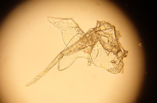 Miktoniscus patiencei